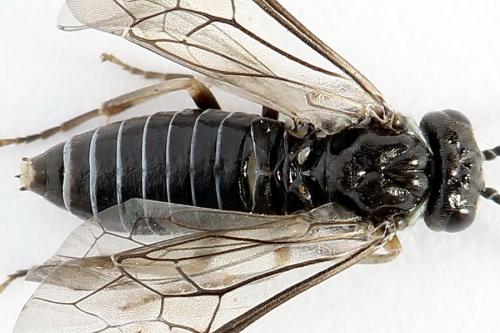 Réf. 223 219 : Periclista lineolata